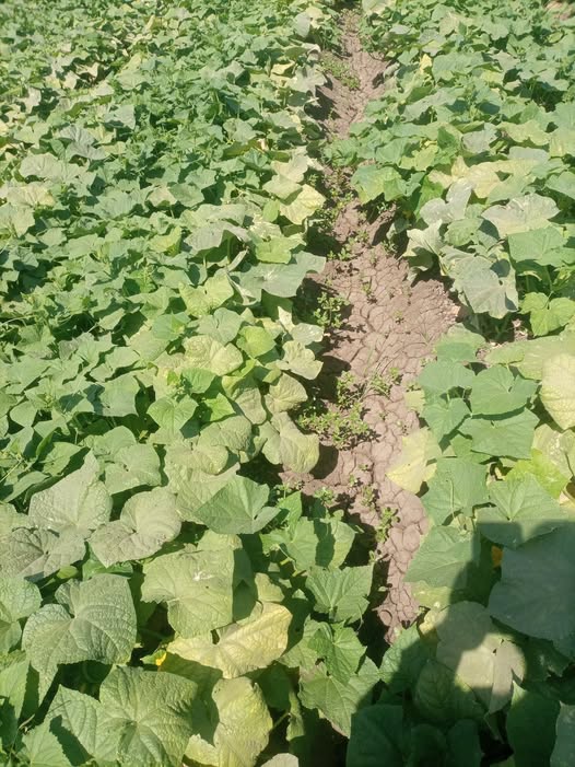 يوجد اصفرار في اوراق الخيار 
السبب والعلاج
